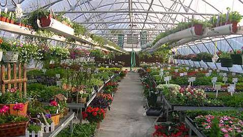 Iran 10th Biggest Producer of Flower, Plants 