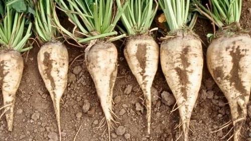  Sugarbeet Production at Record High