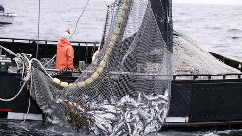  Fishery exports up 40percent in 10 months yr/yr