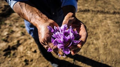  Iran to launch saffron stock exchange for 1st time