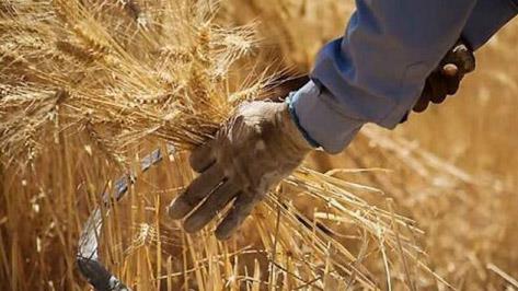  Iran Wheat Production Estimated to Reach 13.5m Tons This Year