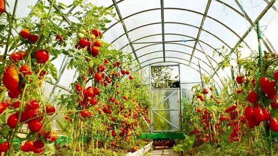  419 Hectares of Greenhouses Renovated