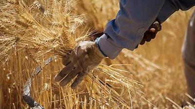  Iran's Wheat Output Estimated to Top 13m Tons