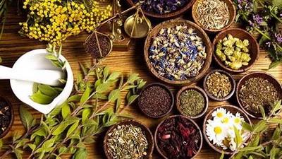  Annual production of medicinal herbs hits 200k tons