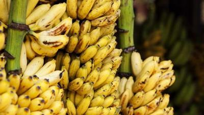  Q1 Banana Import at Over $130m