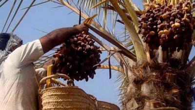  Iran exports $403m worth of dates, raisins in one year