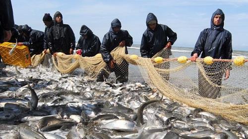 Iran’s exports of fisheries at $507mn 