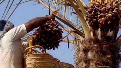 Iran Date Exports Grow 27.7 percent to $102m in 4 Months 
