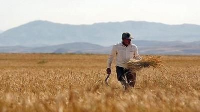  10m tons of wheat to be purchased at guaranteed price this year: official