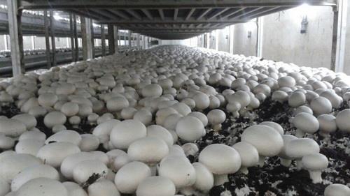  Iran Mushroom Production Estimated to Increase by 6.6percent