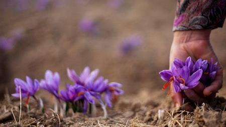  Saffron exports rise 40percent in H1