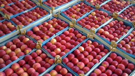  Iran Apple Exports More Than Double