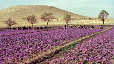  Iran’s saffron cultivation system recognized as ‘cultural heritage’ by FAO