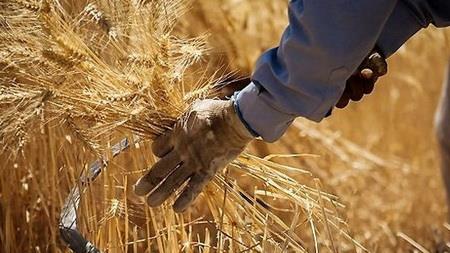  Iran envisages harvesting 13.5m tons of wheat in current crop year