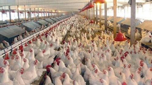  Iran's Biggest Layer Chicken Farm Opens