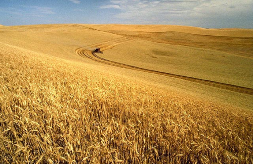 Iran ‘self-sufficient’ in wheat: Official 