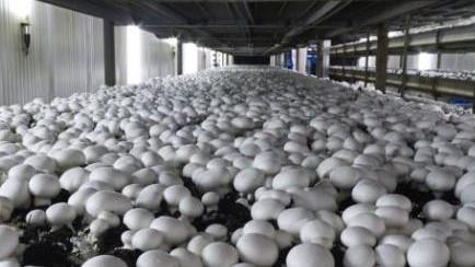  Iran 6th Biggest Mushroom Producer Worldwide