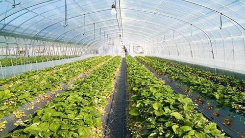  Greenhouse Crop Export Doubles to $500m in Fiscal 2018-19