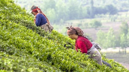  Iran Records Rise in Tea Exports