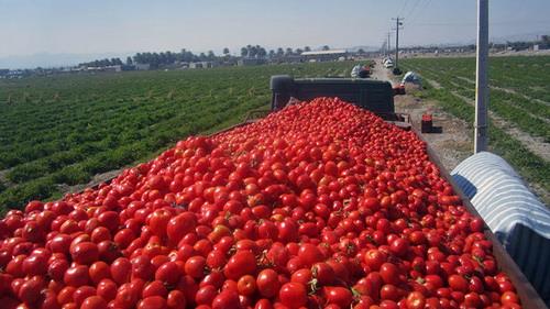  Tomato Exports Top $50m in One Month