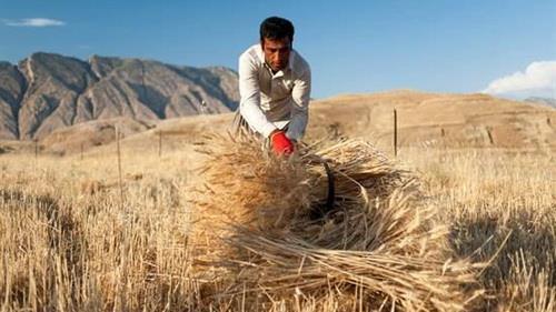  Iran self-sufficient in wheat production for 4th consecutive year