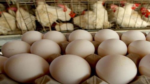  Iran Gov't Lifts Egg, Chicken Export Ban