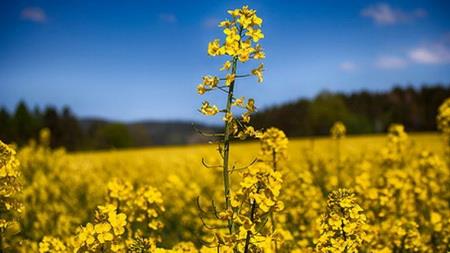   Rise in Oilseed Output Expected 30 percent 