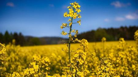 Rise in Oilseed Output Expected 30 percent