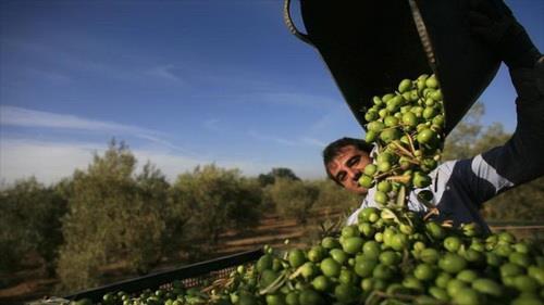  20Percent Rise in Iran Olive Oil Production Expected This Year