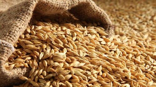  Iran's Barley Imports at $600m Last Year