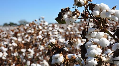  Iran eyes self-sufficiency in cotton production by 2025