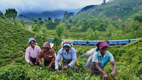  Iran considering tea trade with Sri Lanka in return for oil dues