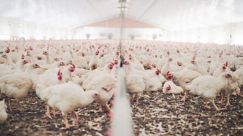  Iran Posts 20percent Rise in Poultry Production
